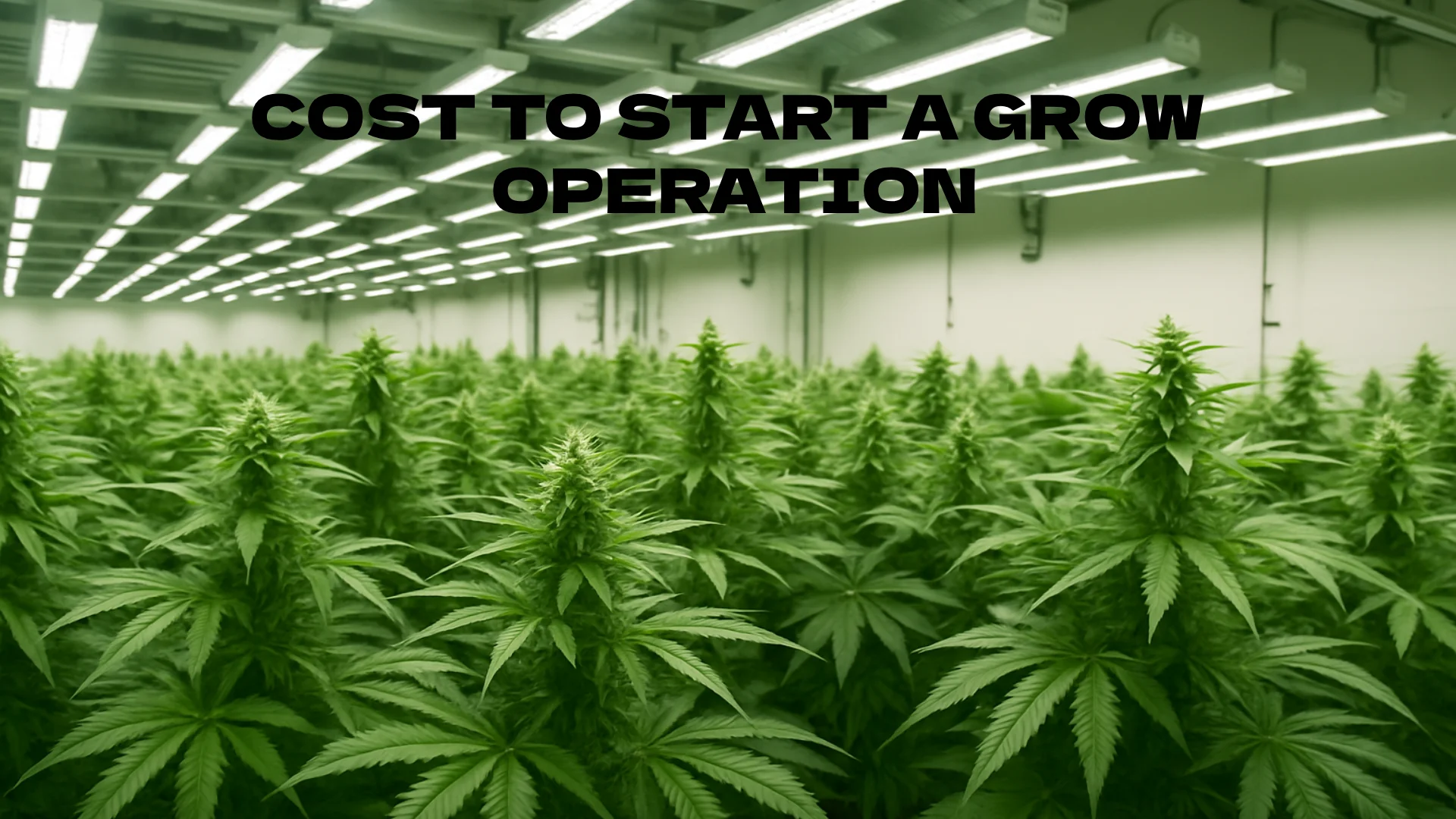 Cost to Start a Grow Operation (2025 Guide)