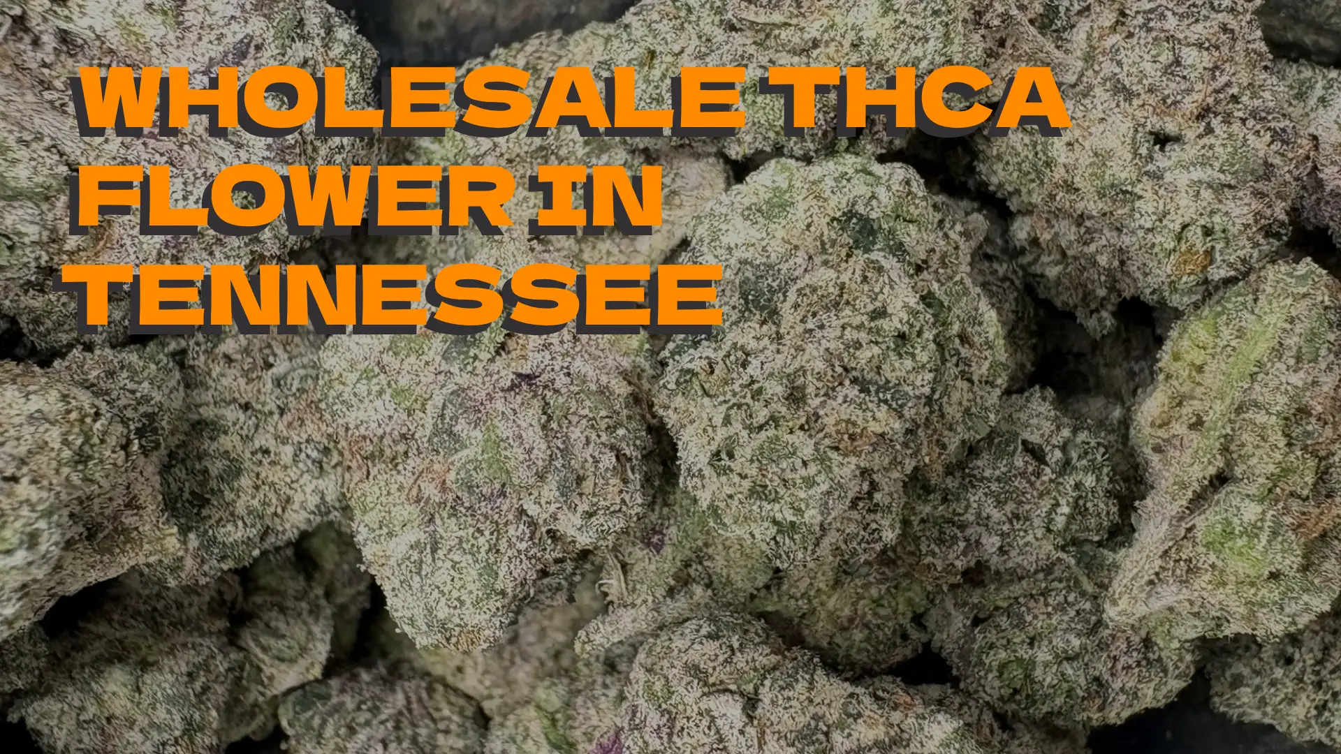 Wholesale THCA Flower In Tennessee